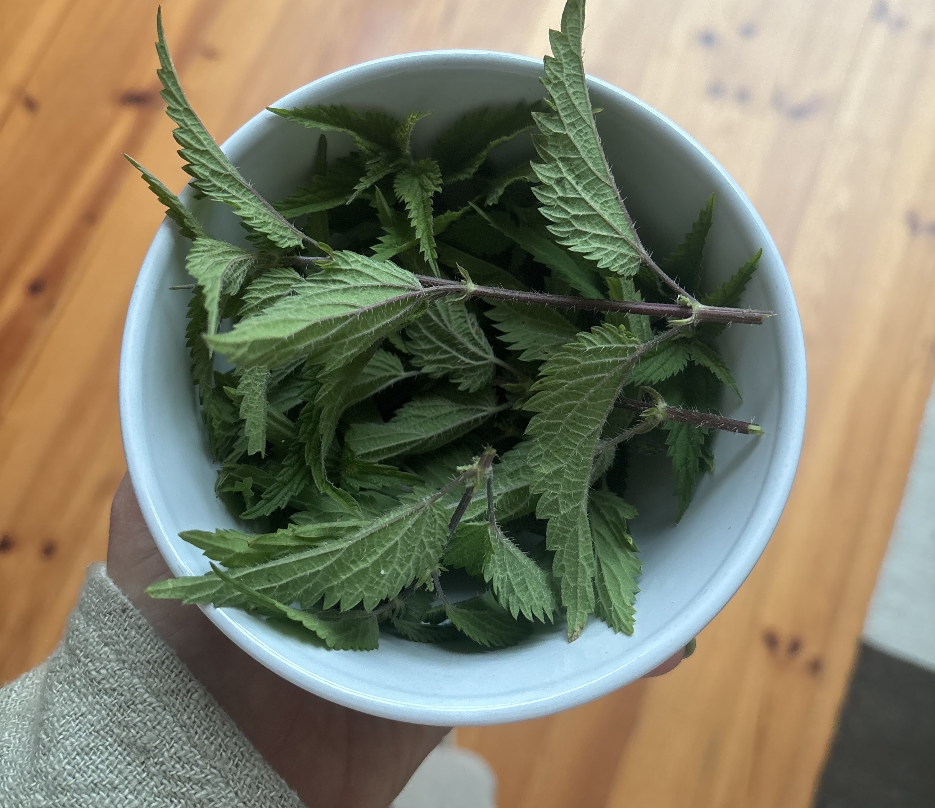 Hand holding freshly harvested nettle leaves